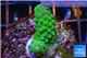 Acropora humilis green purple Fijii 2-3 cm WYSIWYG acclimaté