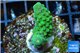 Acropora humilis green purple Fijii 2-3 cm WYSIWYG acclimaté