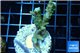 Acropora green purple tip 3-4 cm WYSIWYG acclimaté