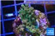 Acropora mango Indonesia 2-3 cm WYSIWYG acclimaté