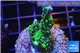 Montipora green & purple polyps 2-4 cm WYSIWYG acclimaté