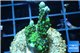 Montipora green & purple polyps 2-4 cm WYSIWYG acclimaté