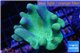 Lobophytum green body 8-12 cm WYSIWYG acclimaté