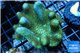 Lobophytum green body 8-12 cm WYSIWYG acclimaté