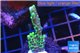 Montipora green & purple polyps 2-4 cm WYSIWYG acclimaté