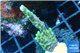 Montipora green & purple polyps 2-4 cm WYSIWYG acclimaté