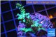Acropora green purple Indonesia 3-4 cm WYSIWYG acclimaté