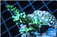 Acropora green purple Indonesia 3-4 cm WYSIWYG acclimaté