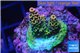 Acropora millepora pink & green Indonesia 1-2 cm WYSIWYG acclimaté