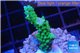 Acropora green purple Indonesia 3-4 cm WYSIWYG acclimaté