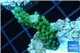 Acropora green purple Indonesia 3-4 cm WYSIWYG acclimaté
