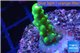 Acropora green yellow polyps Fijii 1-2 cm WYSIWYG acclimaté