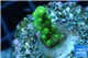 Acropora green yellow polyps Fijii 1-2 cm WYSIWYG acclimaté