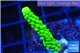 Acropora full neon green 2-4 cm WYSIWYG acclimaté