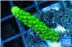 Acropora full neon green 2-4 cm WYSIWYG acclimaté
