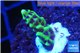 Montipora green & purple polyps 1-3 cm WYSIWYG acclimaté