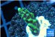 Montipora green & purple polyps 1-3 cm WYSIWYG acclimaté
