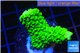 Acropora full neon green 3-5 cm WYSIWYG acclimaté