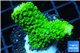 Acropora full neon green 3-5 cm WYSIWYG acclimaté