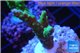Acropora green purple Indonesia 3-4 cm WYSIWYG acclimaté