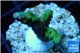 Acropora green purple Indonesia 3-4 cm WYSIWYG acclimaté