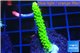 Acropora full neon green 3-5 cm WYSIWYG acclimaté