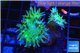 Duncanopsammia green 3 polyps WYSIWYG acclimaté