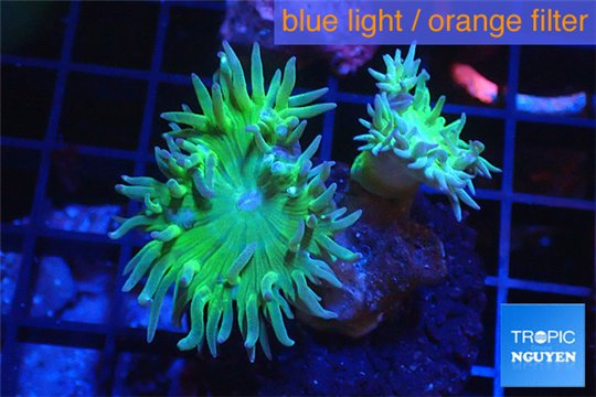 Duncanopsammia green 3 polyps WYSIWYG acclimaté