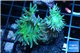 Duncanopsammia green 3 polyps WYSIWYG acclimaté