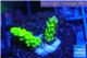 Acropora green yellow polyps Fijii 1-2 cm WYSIWYG acclimaté