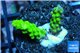 Acropora green yellow polyps Fijii 1-2 cm WYSIWYG acclimaté