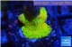 Montipora red fire forest 1-2 cm WYSIWYG acclimaté