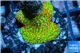 Montipora red fire forest 1-2 cm WYSIWYG acclimaté