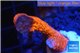 Montipora digitata red 2-3 cm WYSIWYG acclimaté