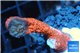 Montipora digitata red 2-3 cm WYSIWYG acclimaté
