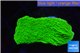 Montipora green cap 2-4 cm WYSIWYG acclimaté
