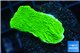 Montipora green cap 2-4 cm WYSIWYG acclimaté