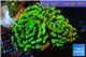 Euphyllia paraancora toxic green 4-6 cm WYSIWYG acclimaté
