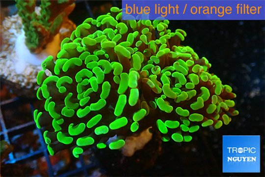 Euphyllia paraancora toxic green 4-6 cm WYSIWYG acclimaté