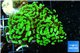 Euphyllia paraancora toxic green 4-6 cm WYSIWYG acclimaté