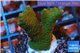 Montipora digitata green 2-3 cm WYSIWYG acclimaté