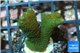 Montipora digitata green 2-3 cm WYSIWYG acclimaté