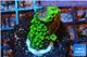 Acropora full neon green 2-3 cm WYSIWYG acclimaté