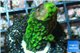 Acropora full neon green 2-3 cm WYSIWYG acclimaté