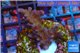 Acropora purple pink Indonesia 2-4 cm WYSIWYG acclimaté