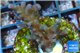 Acropora purple pink Indonesia 2-4 cm WYSIWYG acclimaté