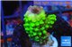Acropora full neon green 2-3 cm WYSIWYG acclimaté