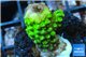 Acropora full neon green 2-3 cm WYSIWYG acclimaté