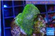 Montipora green & purple blue polyps Fijii 2-3 cm WYSIWYG acclimaté
