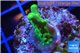 Acropora green purple yellow polyps Fijii 2-3 cm WYSIWYG acclimaté